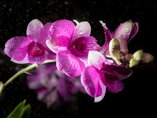 Flower, Orchid Flower Blooming closeup
