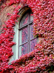 Pięknie obrośnięte latoroślą okno na ścianie gmachu muzeum Narodowym we Wrocławiu - jesienne liście w miejskim pejzażu - obrazy, fototapety, plakaty