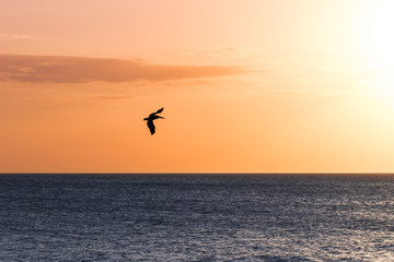 Fototapeta na wymiar Pelican at Sunset