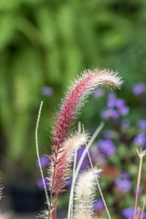 Cat Tail Grass