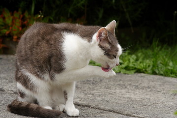 Pet Cat licking her paw