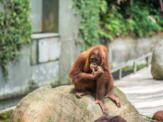 Orangutan Portrait. Portrait of the adult male of the adult orangutan © 5415161