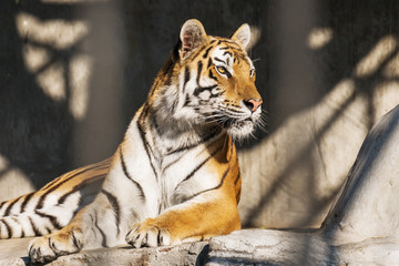 Portrait of tiger sitting on a rock.