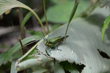 Grashüpfer