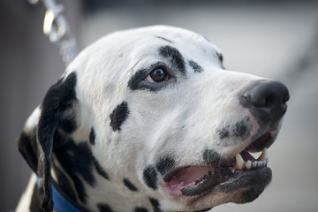 Close-up portrait of dog breed Dalmatian