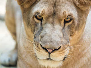 Close-up of wild lioness looking straight