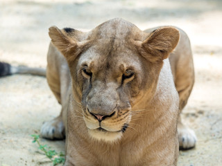 Fototapeta na wymiar Close-up of wild lioness looking straight