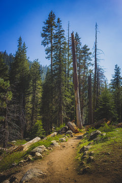 Tokopah Valley Trail