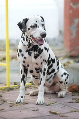 Dog breed Dalmatian is sitting on the street