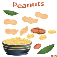 Fototapeta na wymiar Peanuts isolated on white background. Groundnuts. Icon of peanut. Vector illustration.