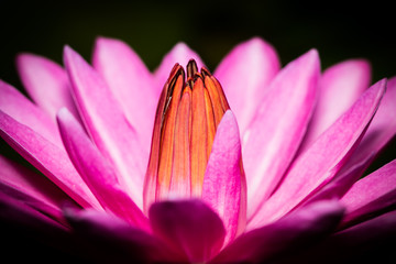 Pink Lilly Macro 