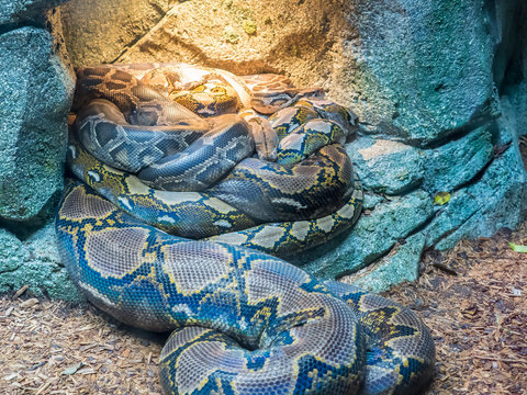 Group of Royal Pythons, or Ball Pythons Python regius 