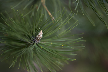 Pine Branch