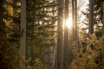 Sunburst through the Aspens