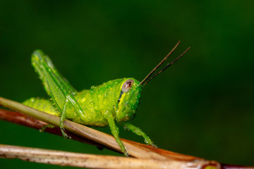 Grasshopper