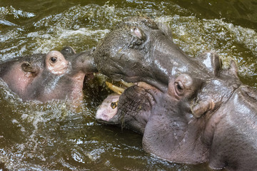 Hitting the hippos in the water.