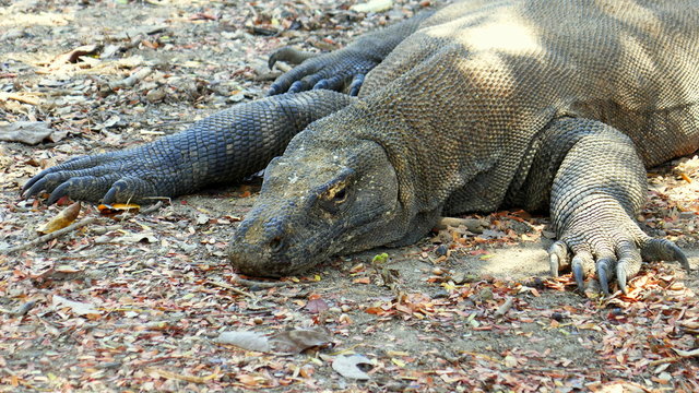 Komodowaran liegend auf der Komodo Insel