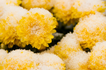 Yellow flowers covered with first white snow.