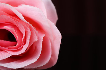 pink rose on black background