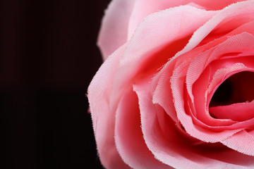 pink rose on black background