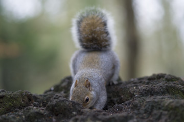 Grey Squirrel
