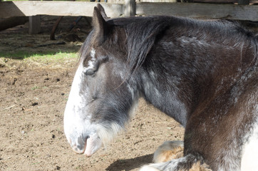 Clydesdale head