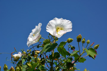 芙蓉の白い花（Cotton rosemallow or Hibiscus mutabilis) 