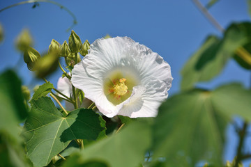 芙蓉の白い花（Cotton rosemallow or Hibiscus mutabilis) 