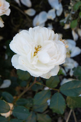Obraz na płótnie Canvas White rose head in garden
