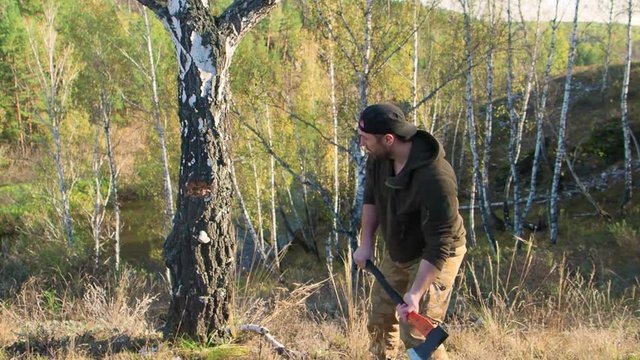 Lumberjack worker chopping down a tree breaking off many splinters in the forest with big axe. Strong healthy adult ripped man with big muscles working with big axe outdoors