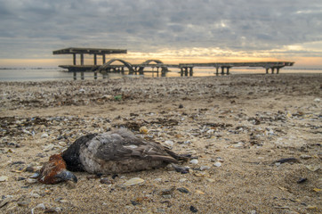 Fototapeta na wymiar Dead bird on beach