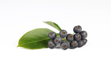 Aronia