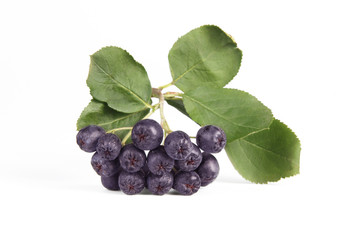 Aronia