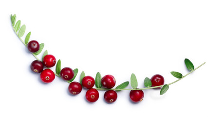 Cranberries branch with leaves, top view, paths