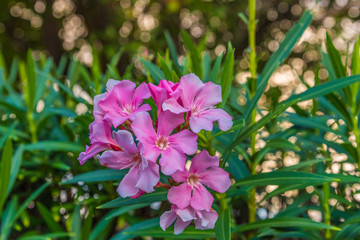 Oleander