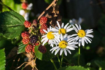 Obraz premium Brombeeren und Asterblüten