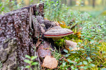 triturium  grows on a stump in the forest