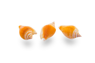 Conch sea shell isolated on white with clipping path