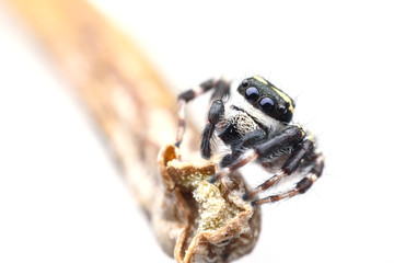 Super macro Carrhotus Sannio or Jumping spider on stem isolated on white background