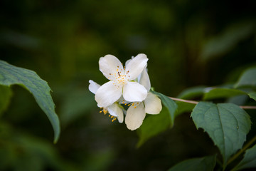 Obraz na płótnie Canvas White jasmine blossoms