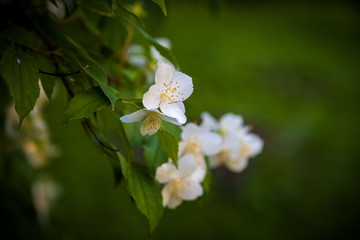 White jasmine blossoms