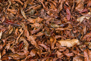 colorful fall autumn season nature background of dry leaf on the ground in forest wet