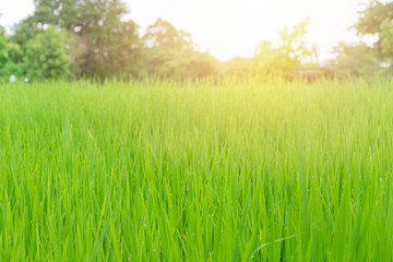 Fototapeta na wymiar fresh green rice field with sunlight wet and rain drop