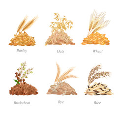Six cereals batches with their plants near it / There are barley, oats, wheat, buckwheat, rye and rice grains in batches
