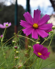 Obraz premium Flower