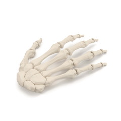 Human Arm Bones on white. 3D illustration