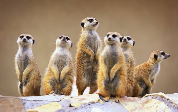 Fototapeta Group of watching surricatas outdoor