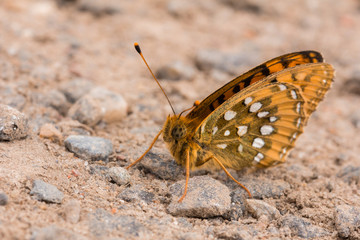 high brown fritillary  (Argynnis adippe)