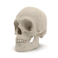 Male Human Skull on white. 3D illustration