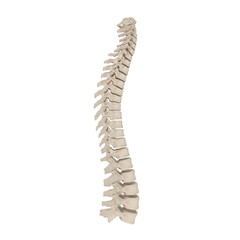 Human Spinal Cord on white. 3D illustration - 176480387